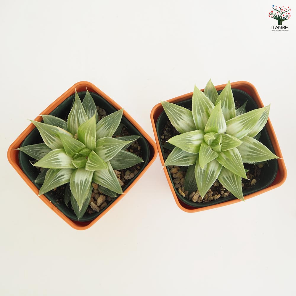 ハオルチア ホワイトゴースト 【多肉植物 3.5号】｜ 【植物の
