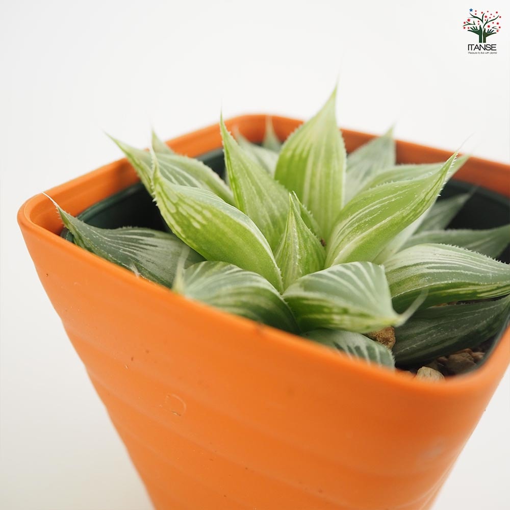 ハオルチア ホワイトゴースト 【多肉植物 3.5号】｜ 【植物の