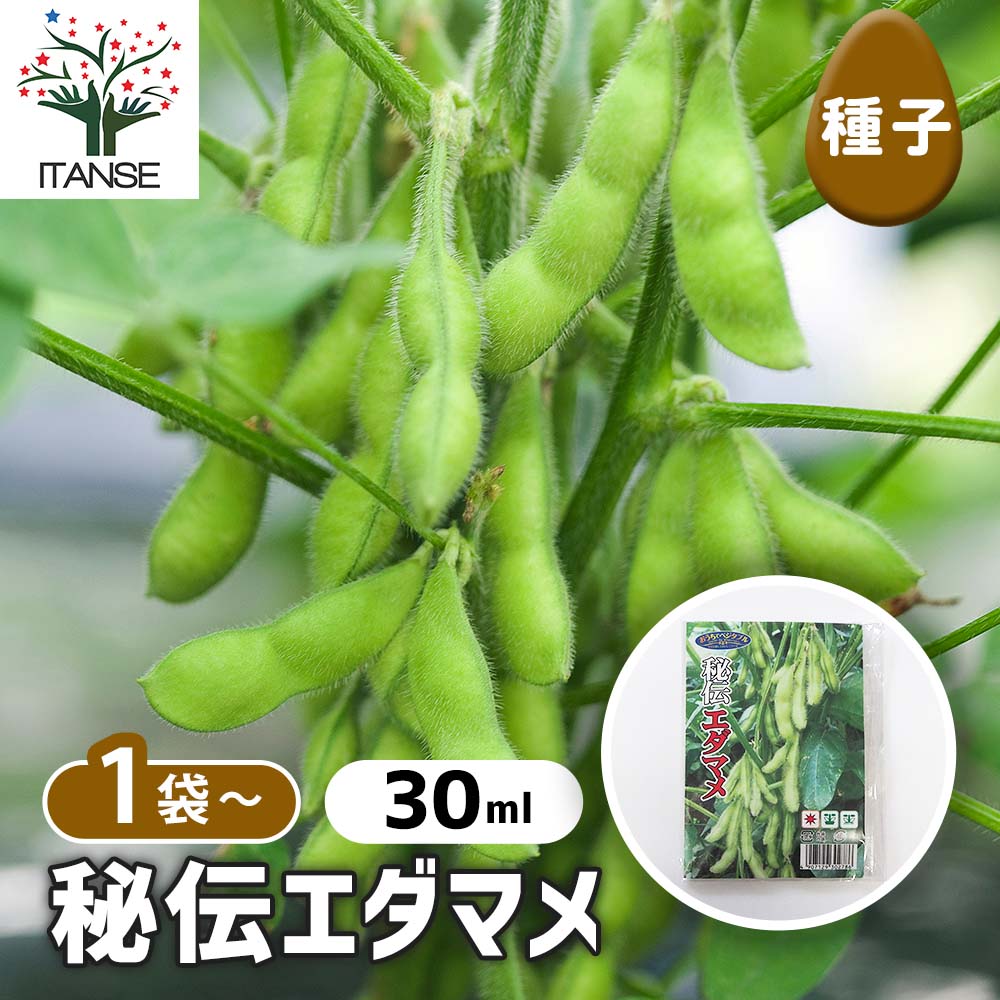 種子 秘伝エダマメ 【 約30ml／1袋売り】｜ 【植物のITANSE