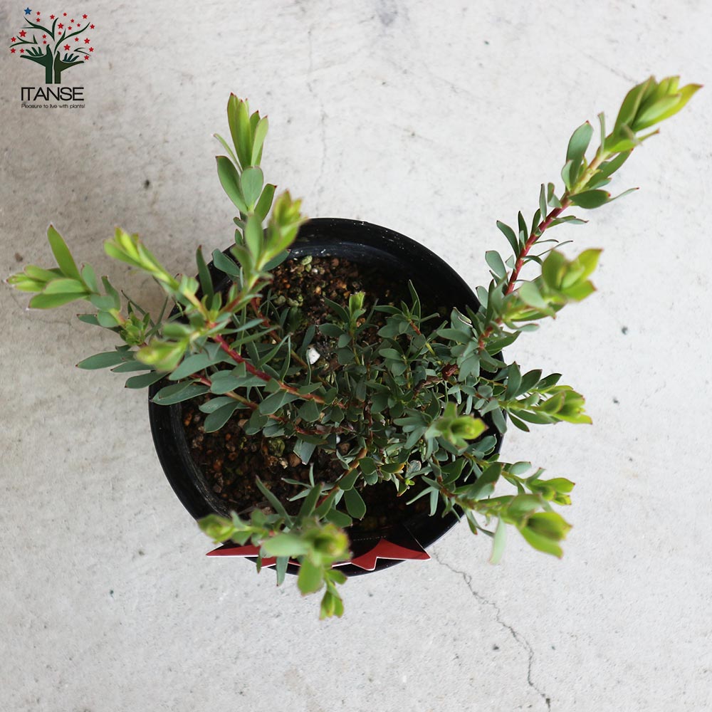 リューカデンドロン・エイミー(アミー)【庭木 5号鉢／1個売り