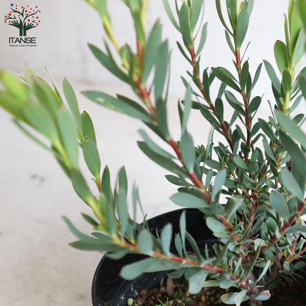 リューカデンドロン エイミー 3 ファイバー鉢 リューカデンドロン エイミー 3 ファイバー鉢 ザ・ファームセレクト