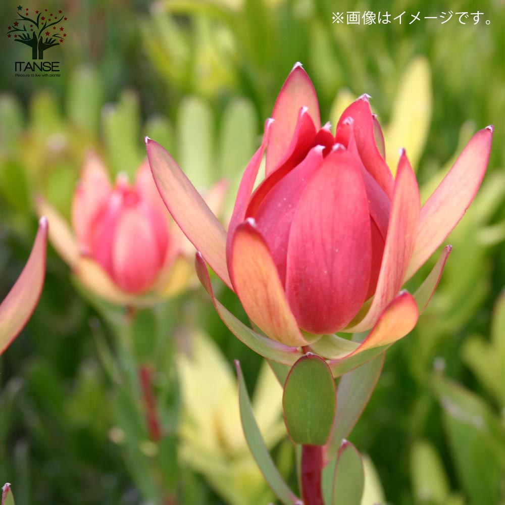 リューカデンドロン・エイミー(アミー)【庭木 5号鉢／1個売り