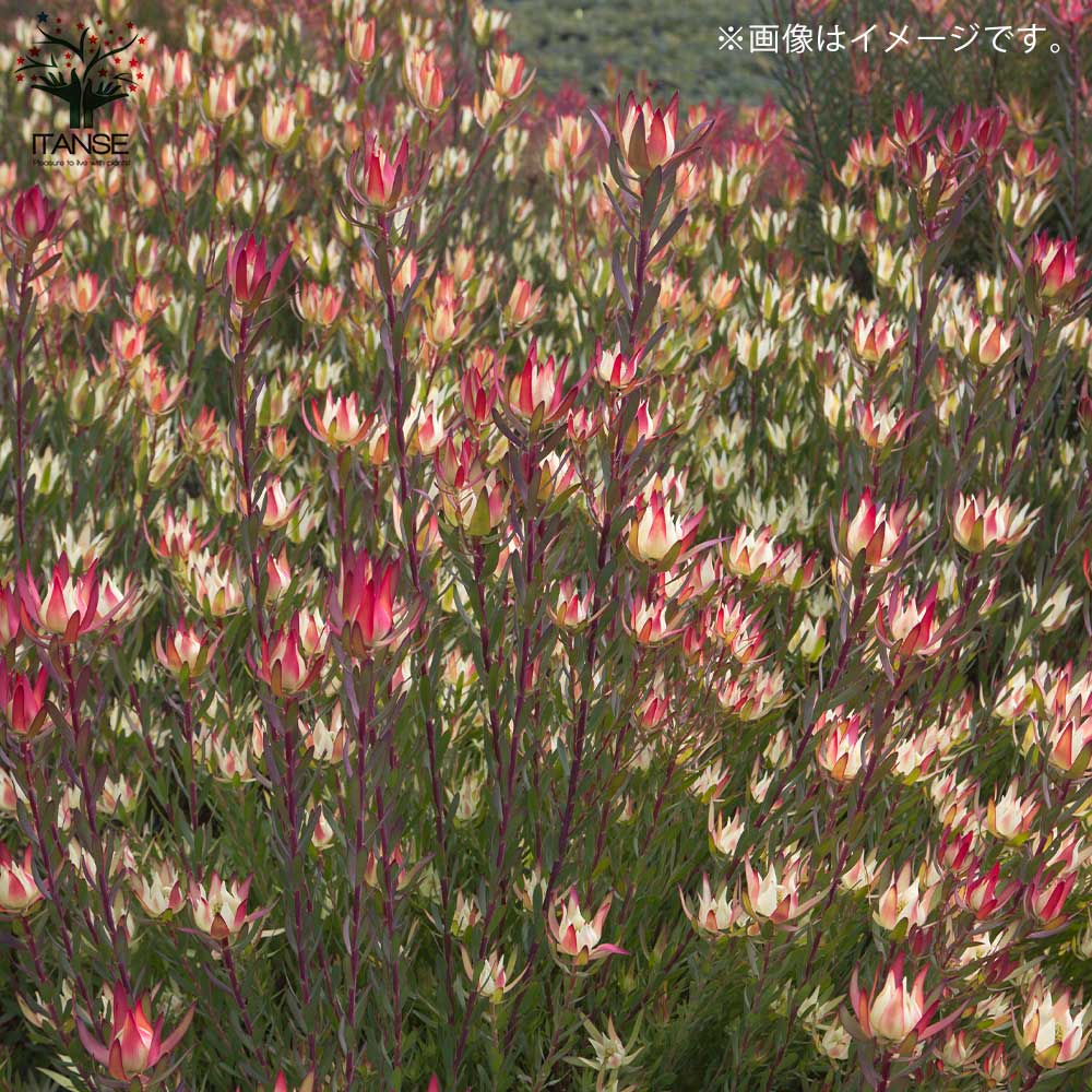 リューカデンドロン・エイミー(アミー)【庭木 5号鉢／1個売り