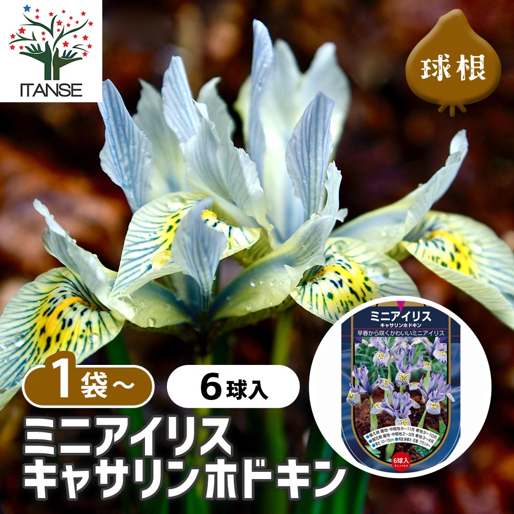 ミニアイリス キャサリンホドキン(青白)