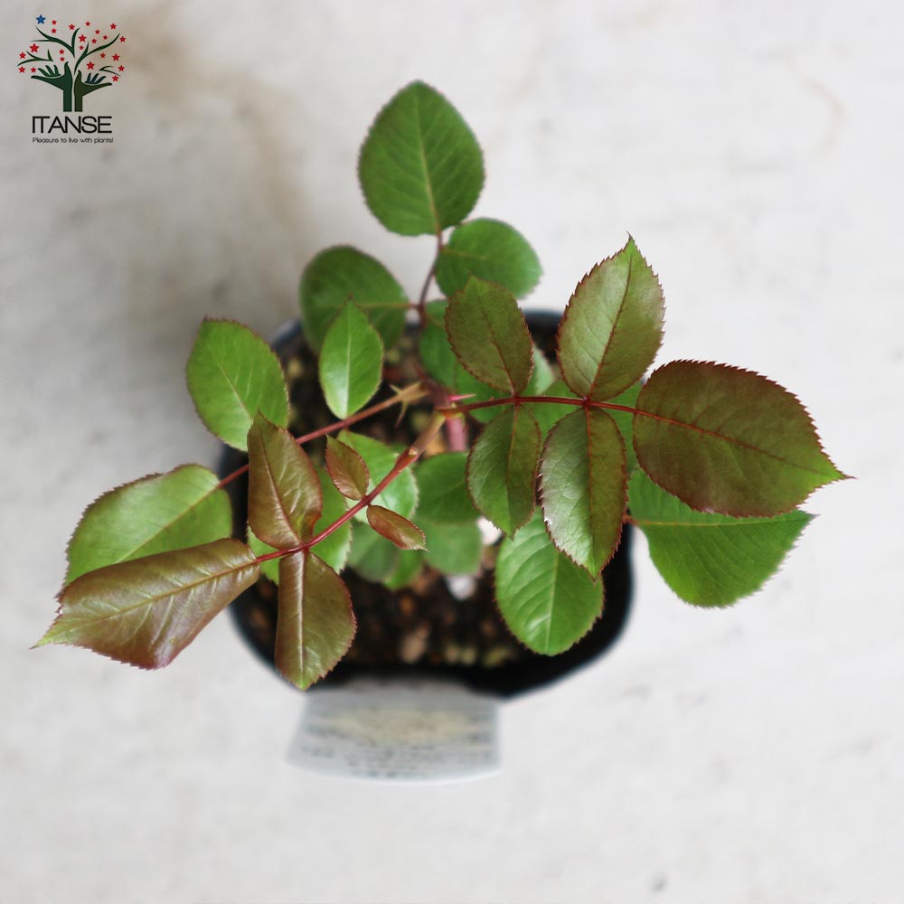 薔薇の苗 イエロークイーンエリザベス (四季咲きハイブリッドティーローズ)【花苗新苗4号ポット 国産接ぎ木苗/1個売り】