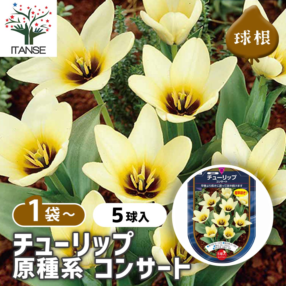 花球根 チューリップ 原種系 コンサート 【花球根 5球】｜ 【植物の