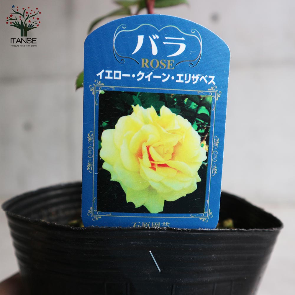 薔薇の苗 イエロークイーンエリザベス (四季咲きハイブリッドティーローズ)【花苗新苗4号ポット 国産接ぎ木苗/1個売り】