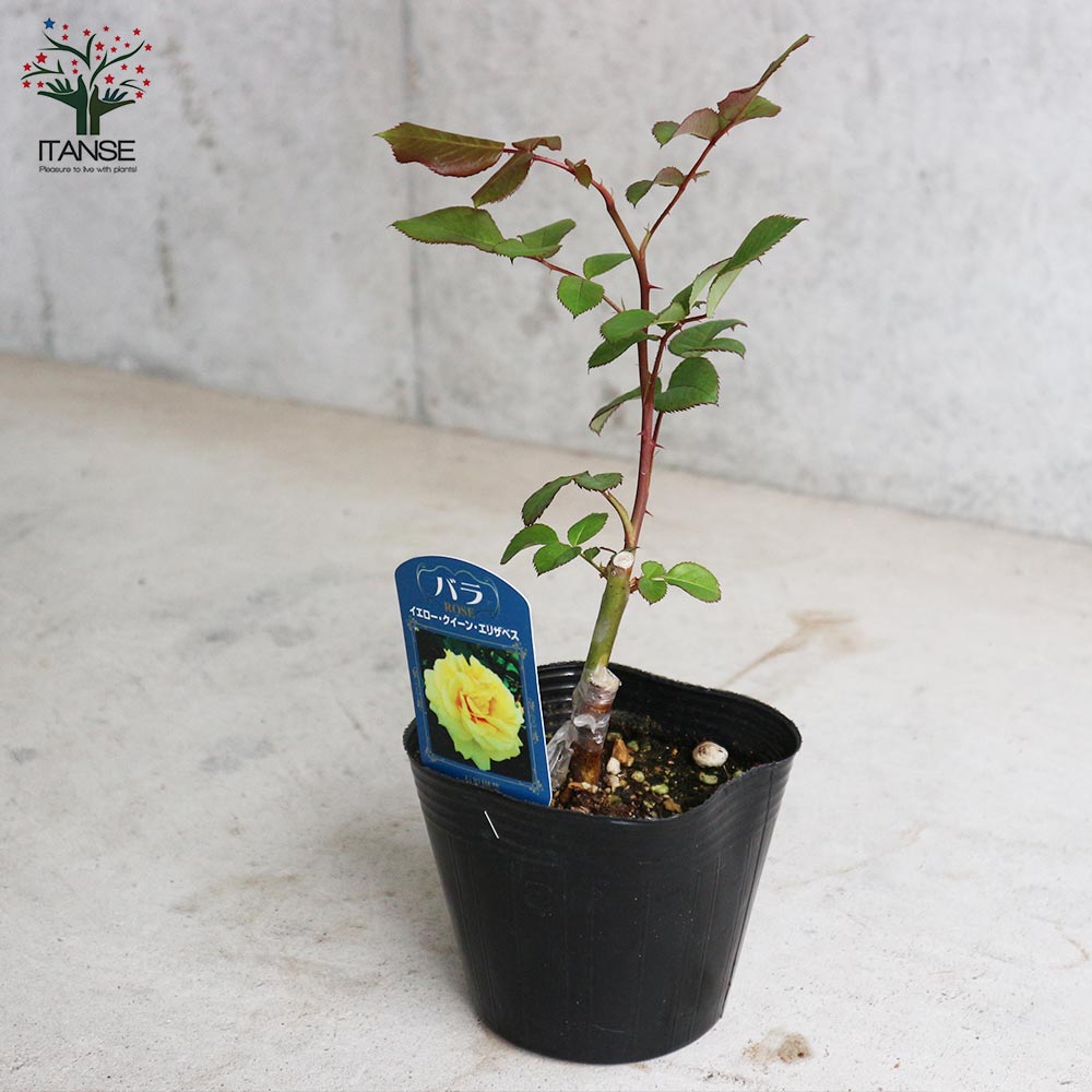 薔薇の苗 イエロークイーンエリザベス (四季咲きハイブリッドティーローズ)【花苗新苗4号ポット 国産接ぎ木苗/1個売り】