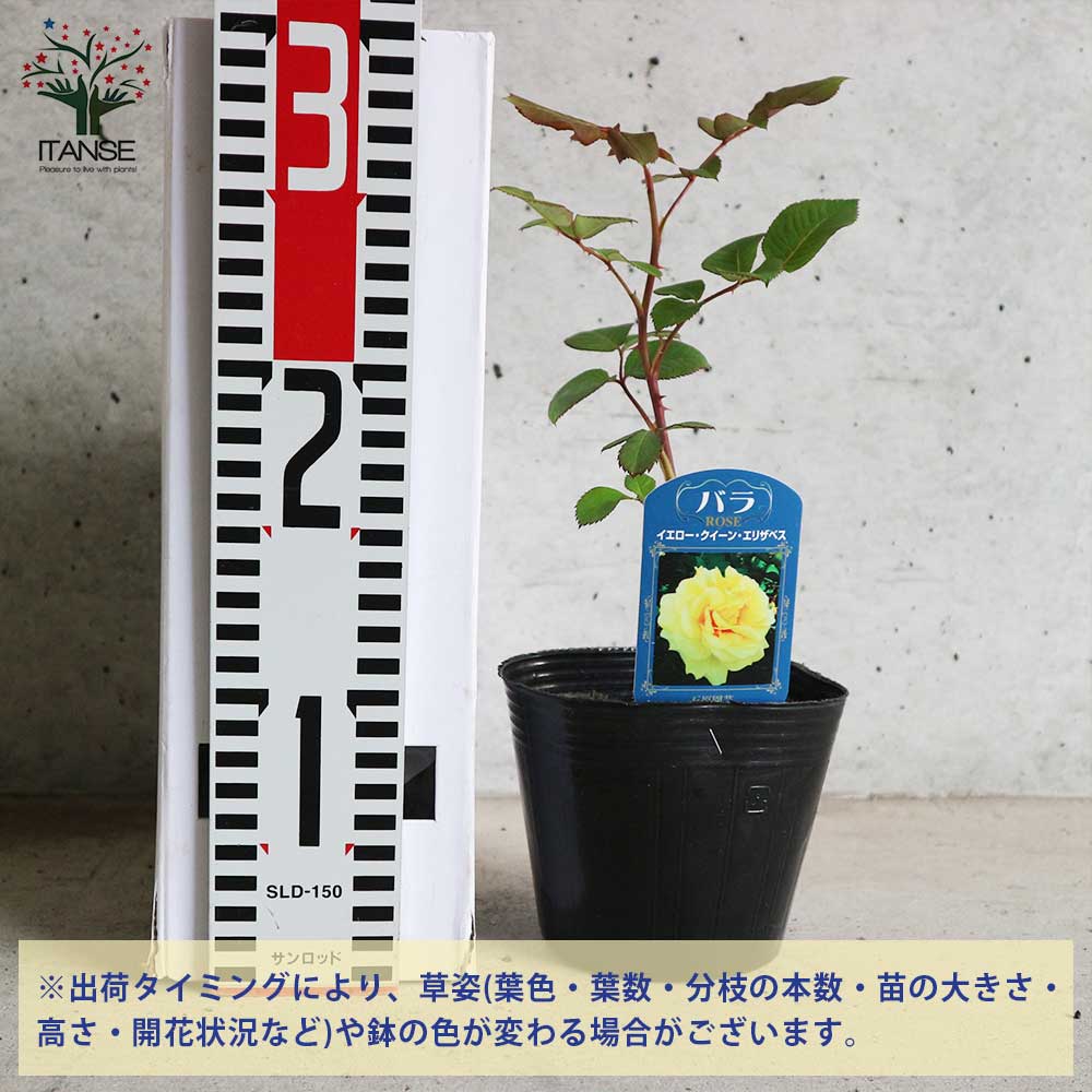 薔薇の苗 イエロークイーンエリザベス (四季咲きハイブリッドティーローズ)【花苗新苗4号ポット 国産接ぎ木苗/1個売り】