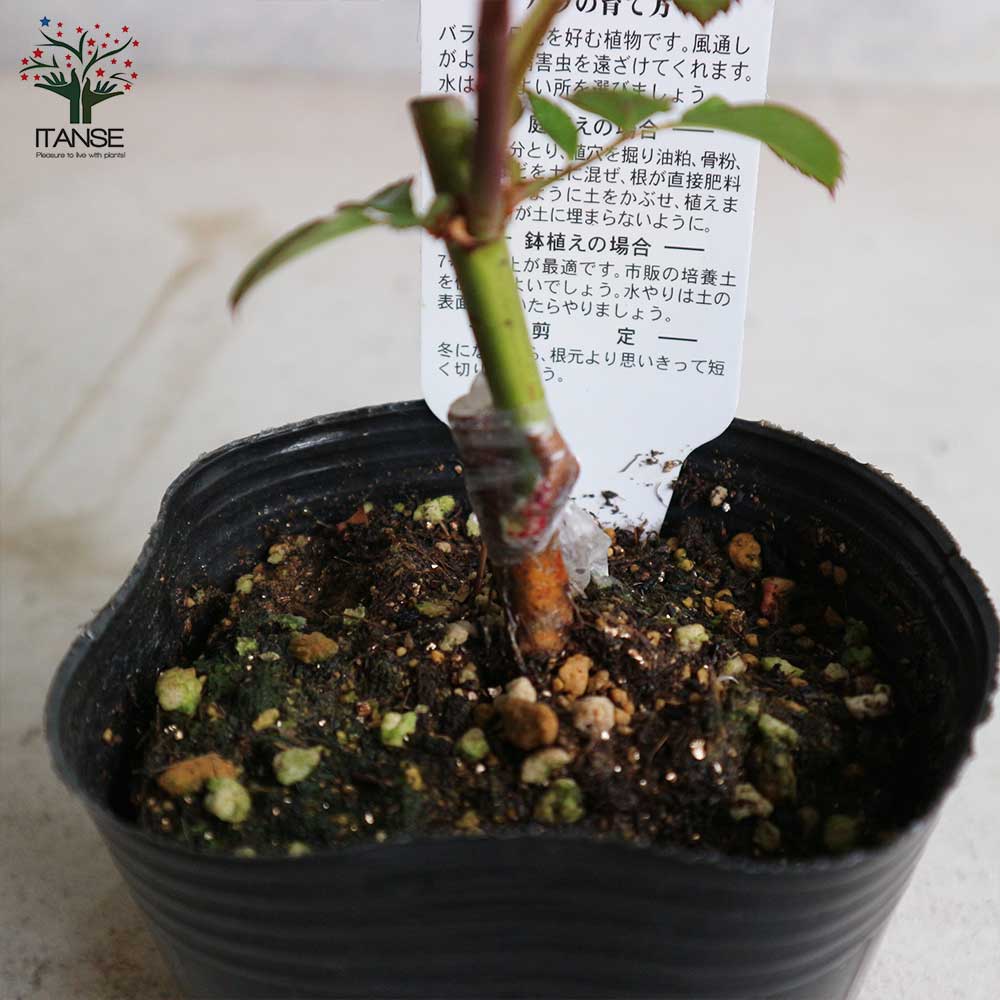 薔薇の苗 イエロークイーンエリザベス (四季咲きハイブリッドティーローズ)【花苗新苗4号ポット 国産接ぎ木苗/1個売り】