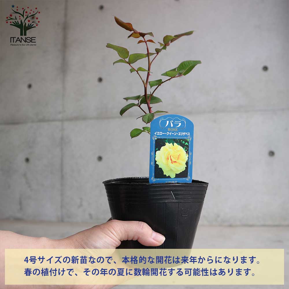薔薇の苗 イエロークイーンエリザベス (四季咲きハイブリッドティーローズ)【花苗新苗4号ポット 国産接ぎ木苗/1個売り】