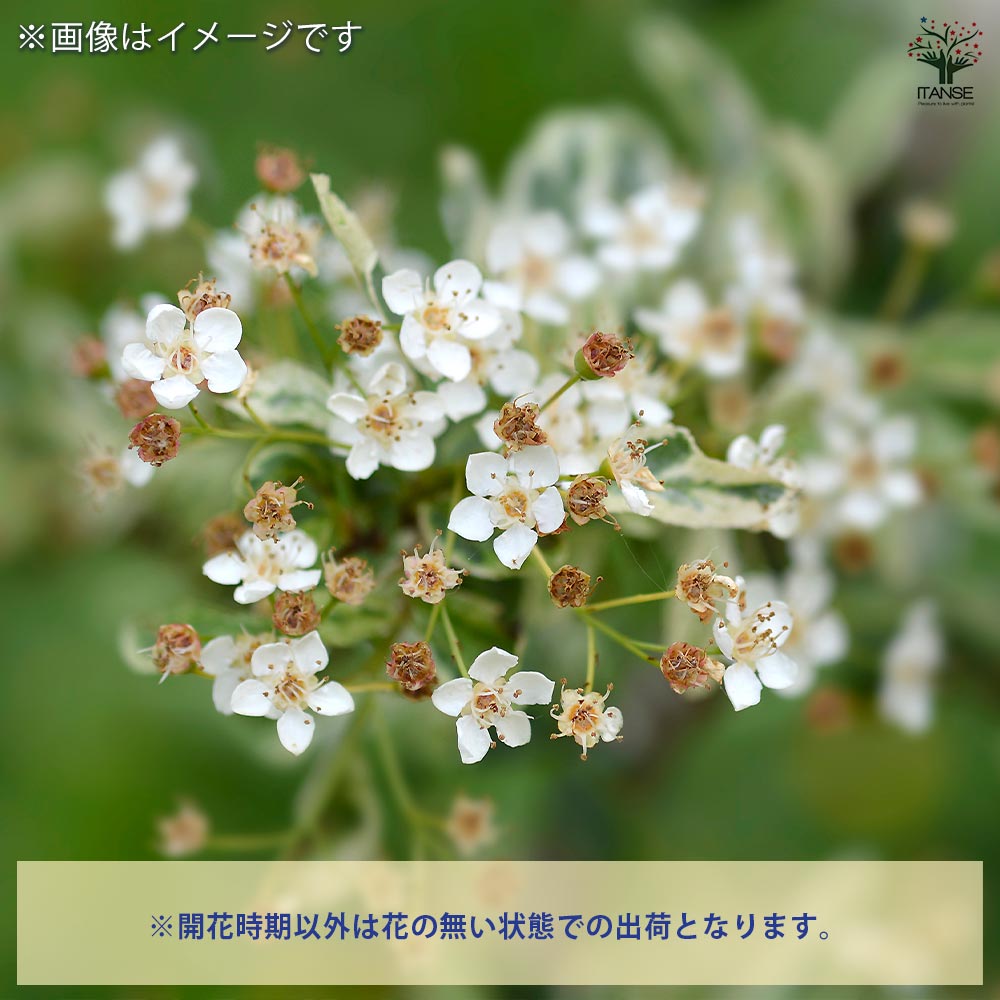 ピラカンサ ハーレークイーン 【庭木 4.5号／1個売り】｜ 【植物の