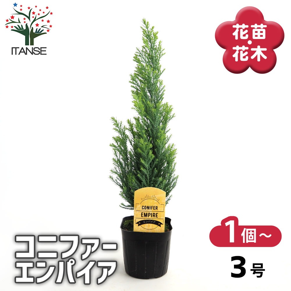 コニファー エンパイア 【庭木 3号】｜ 【植物のITANSE】全品