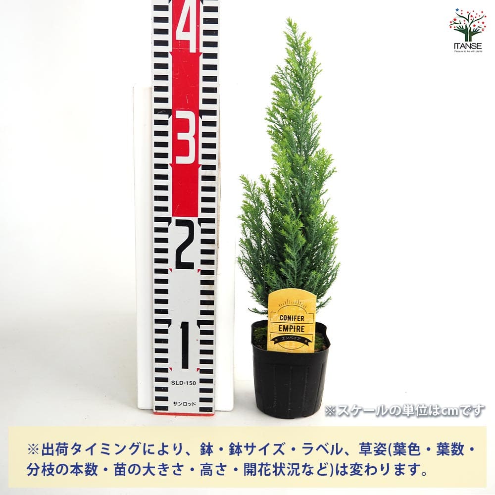 コニファー エンパイア 【庭木 3号】