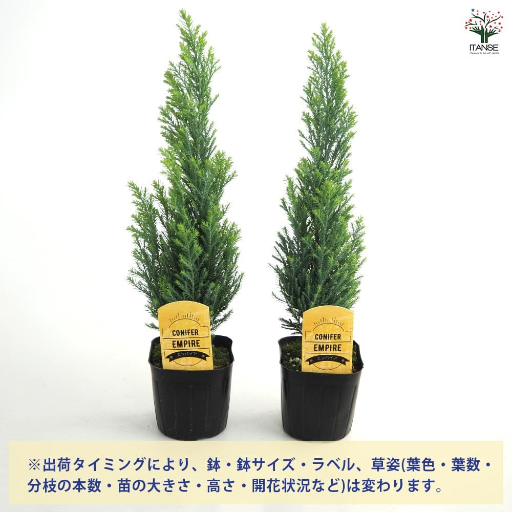 コニファー エンパイア 【庭木 3号】