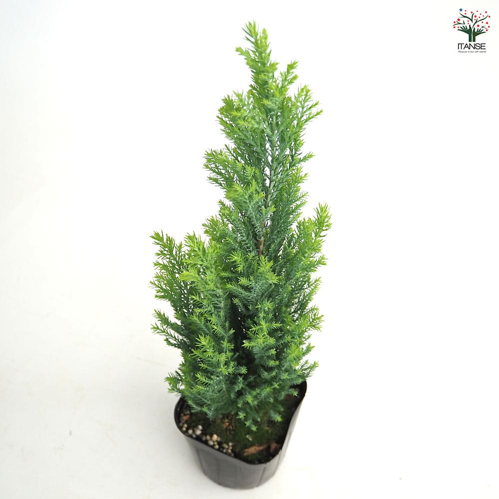 コニファー エンパイア 【庭木 3号】｜ 【植物のITANSE】全品