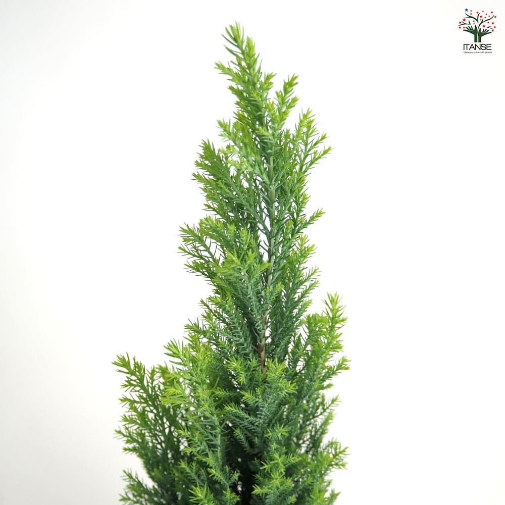 コニファー エンパイア 【庭木 3号】