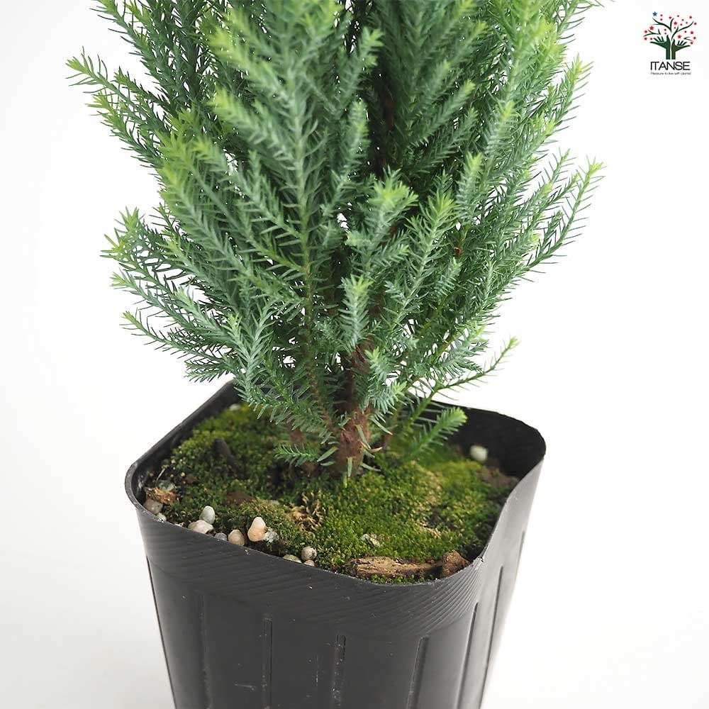 コニファー エンパイア 【庭木 3号】｜ 【植物のITANSE】全品