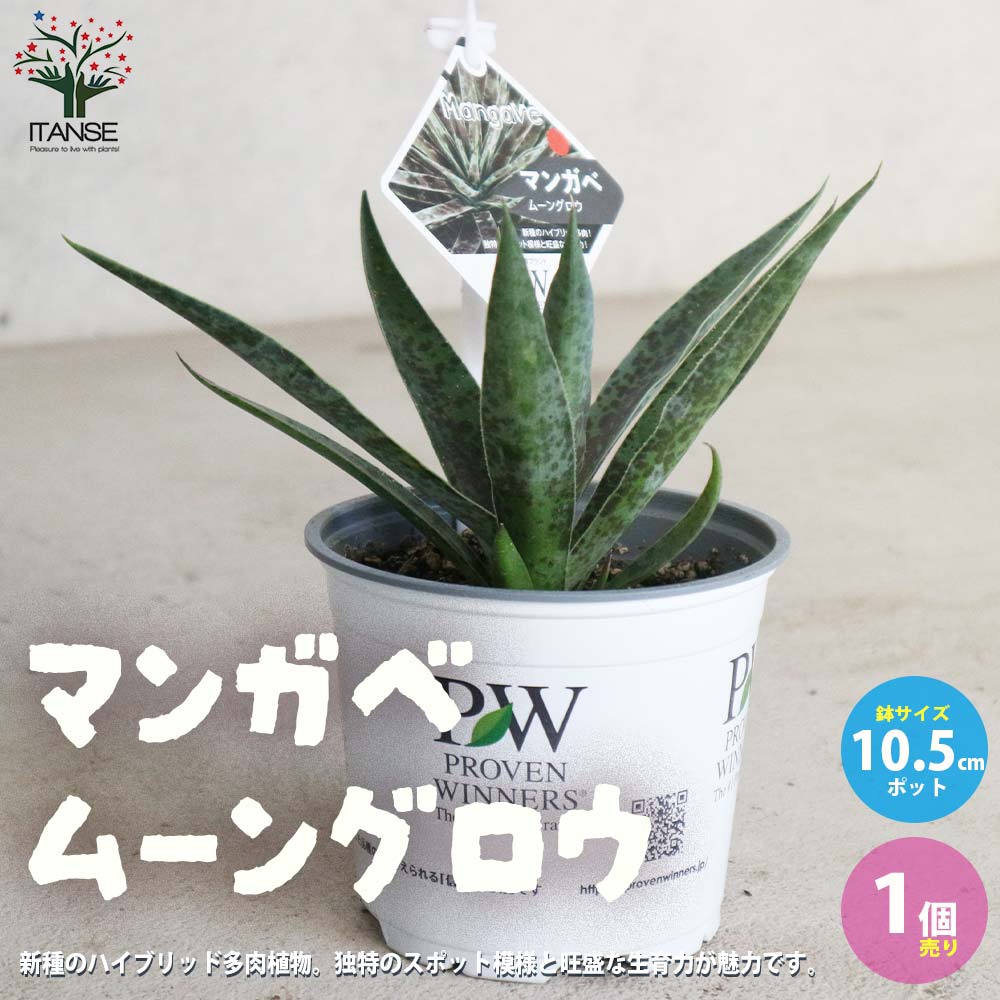 マンガベ ムーングロウ【多肉植物10.5cmポット苗／1個売り