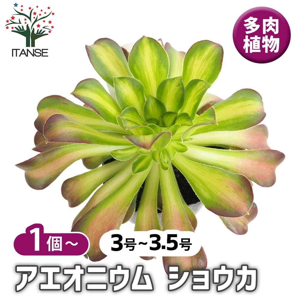 アエオニウム ショウカ 【多肉植物 3～3.5号】｜ 【植物のITANSE