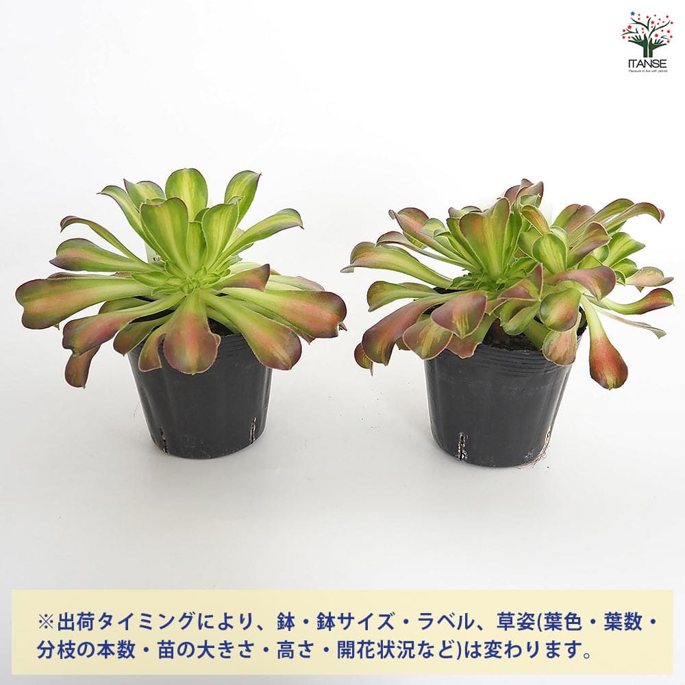 アエオニウム ショウカ 【多肉植物 3～3.5号】｜ 【植物のITANSE
