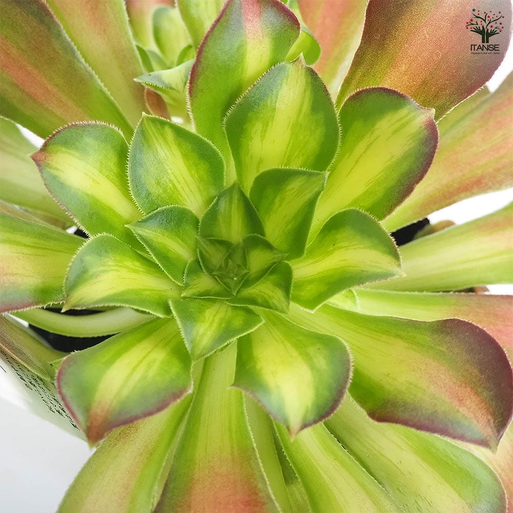 アエオニウム ショウカ 【多肉植物 3～3.5号】｜ 【植物のITANSE