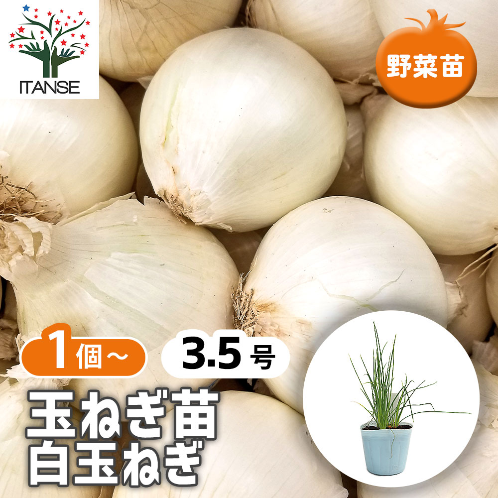 玉ねぎの苗 白玉ねぎ 【野菜の苗 3.5号】｜ 【植物のITANSE