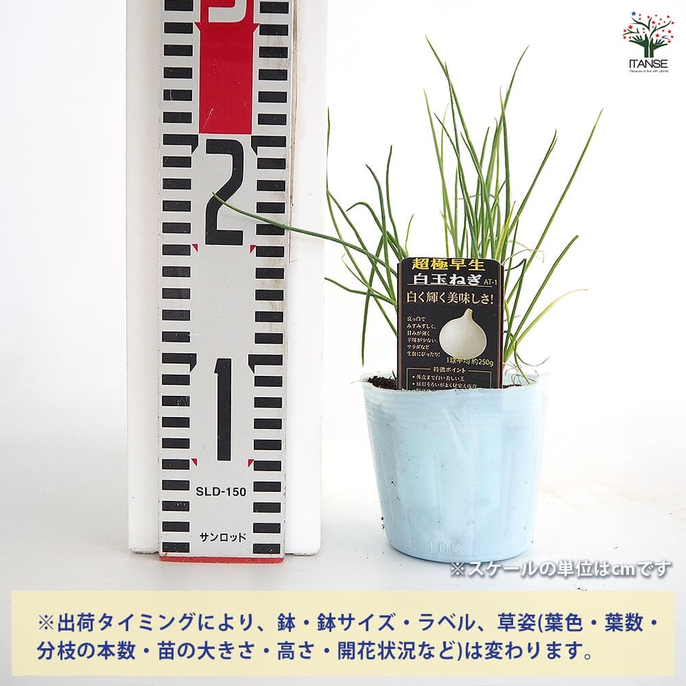 玉ねぎの苗 白玉ねぎ 【野菜の苗 3.5号】