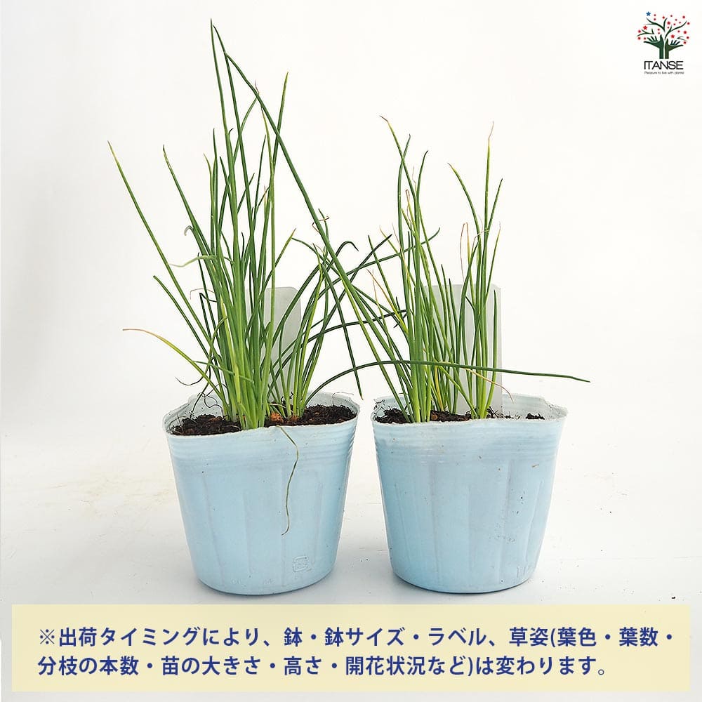 玉ねぎの苗 白玉ねぎ 【野菜の苗 3.5号】｜ 【植物のITANSE