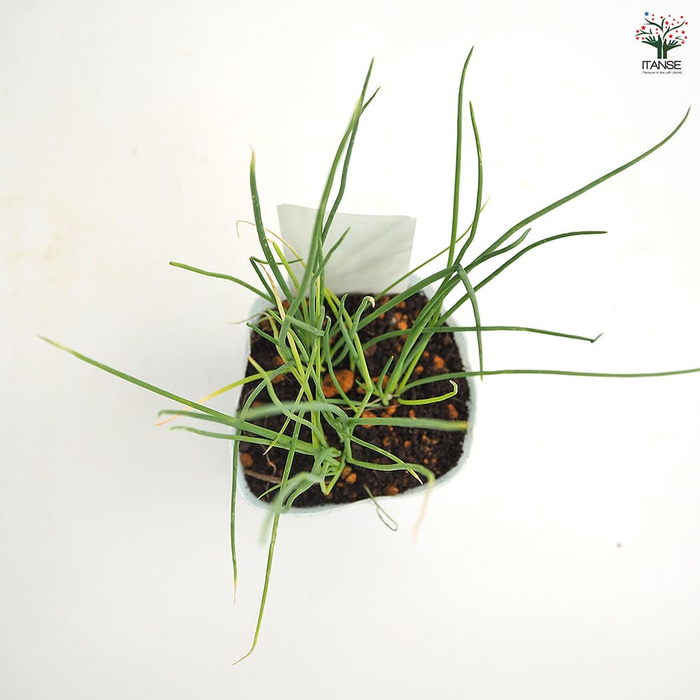 玉ねぎの苗 白玉ねぎ 【野菜の苗 3.5号】｜ 【植物のITANSE