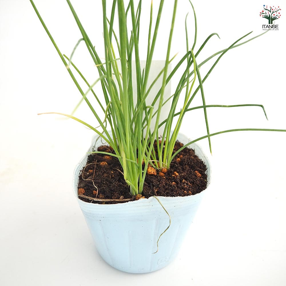 玉ねぎの苗 白玉ねぎ 【野菜の苗 3.5号】｜ 【植物のITANSE