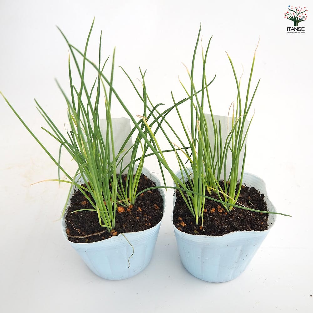 玉ねぎの苗 白玉ねぎ 【野菜の苗 3.5号】｜ 【植物のITANSE