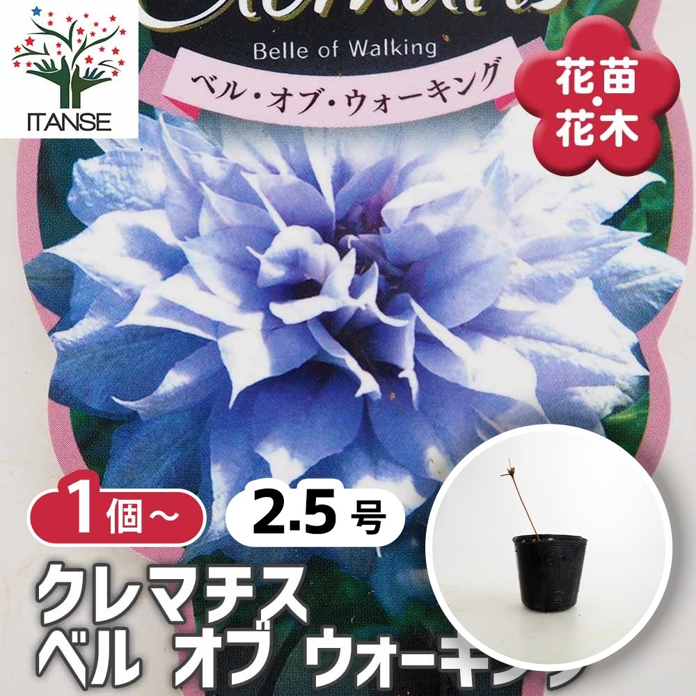 クレマチス ベル オブ ウォーキング 【花苗 2.5号】｜ 【植物の