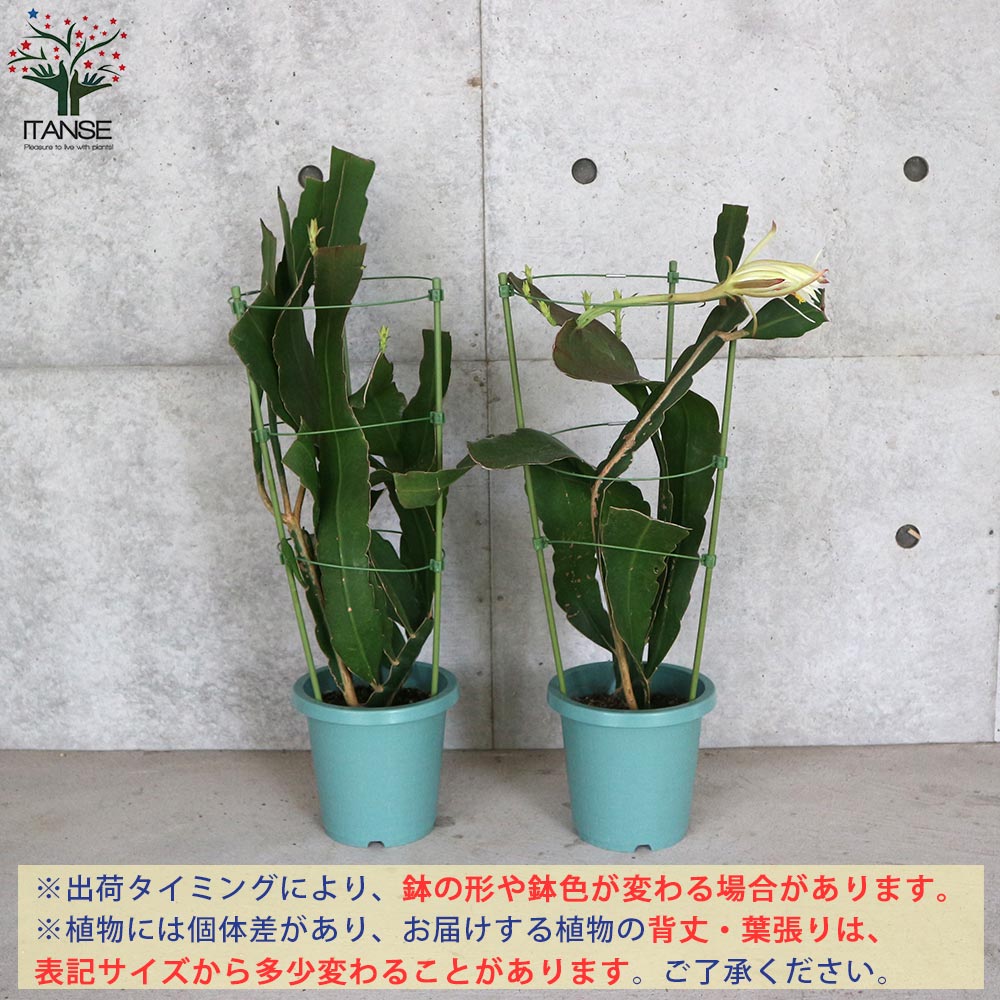 月下美人　クジャクサボテン　苗　多肉植物 月下美人♡3号苗♡ クジャクサボテン♡多肉植物♡ アートフラワー