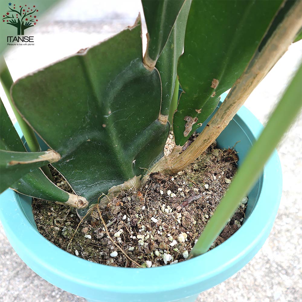 Itanse良品ｾﾚｸﾄ通販