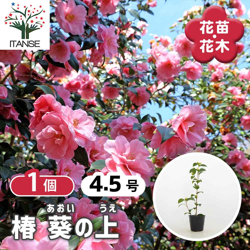 椿(ツバキ)の苗木 葵の上 【花木苗 4.5号／1個売り】｜ 【植物の