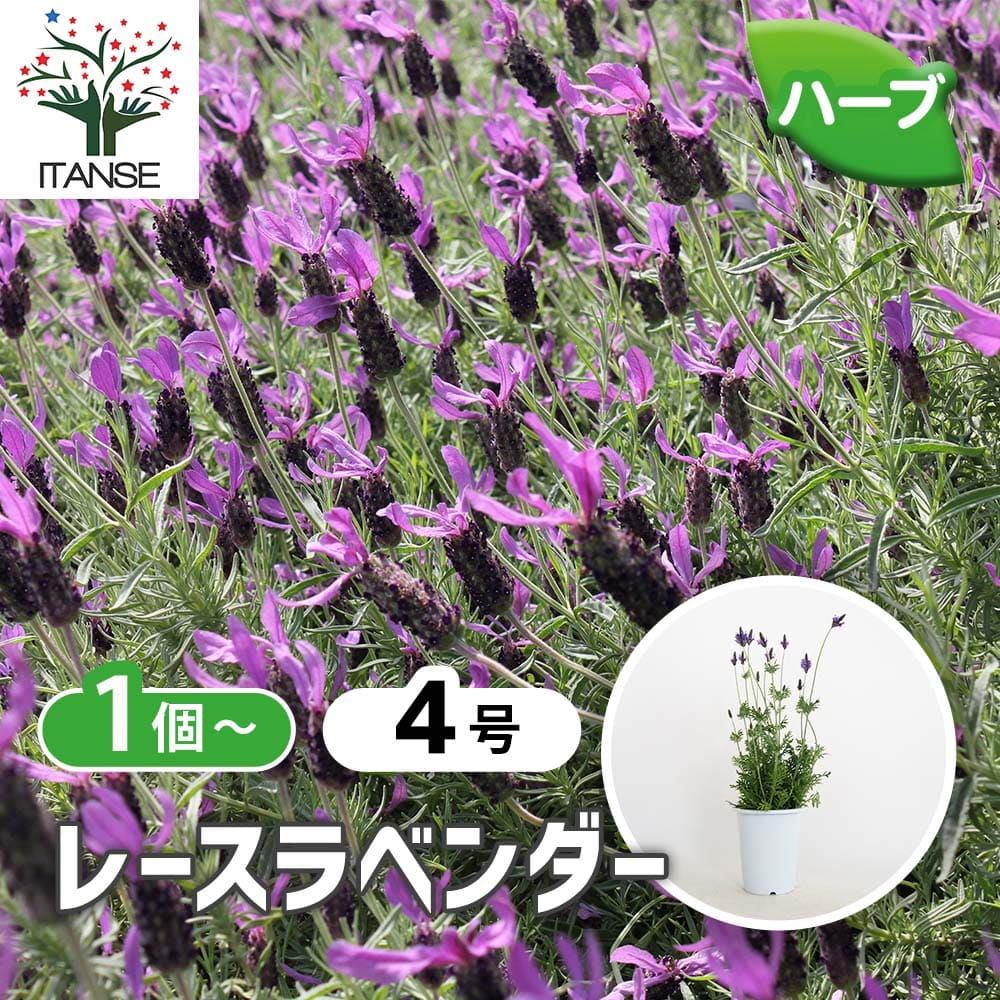 レースラベンダー 【ハーブの苗 4号】｜ 【植物のITANSE】全品