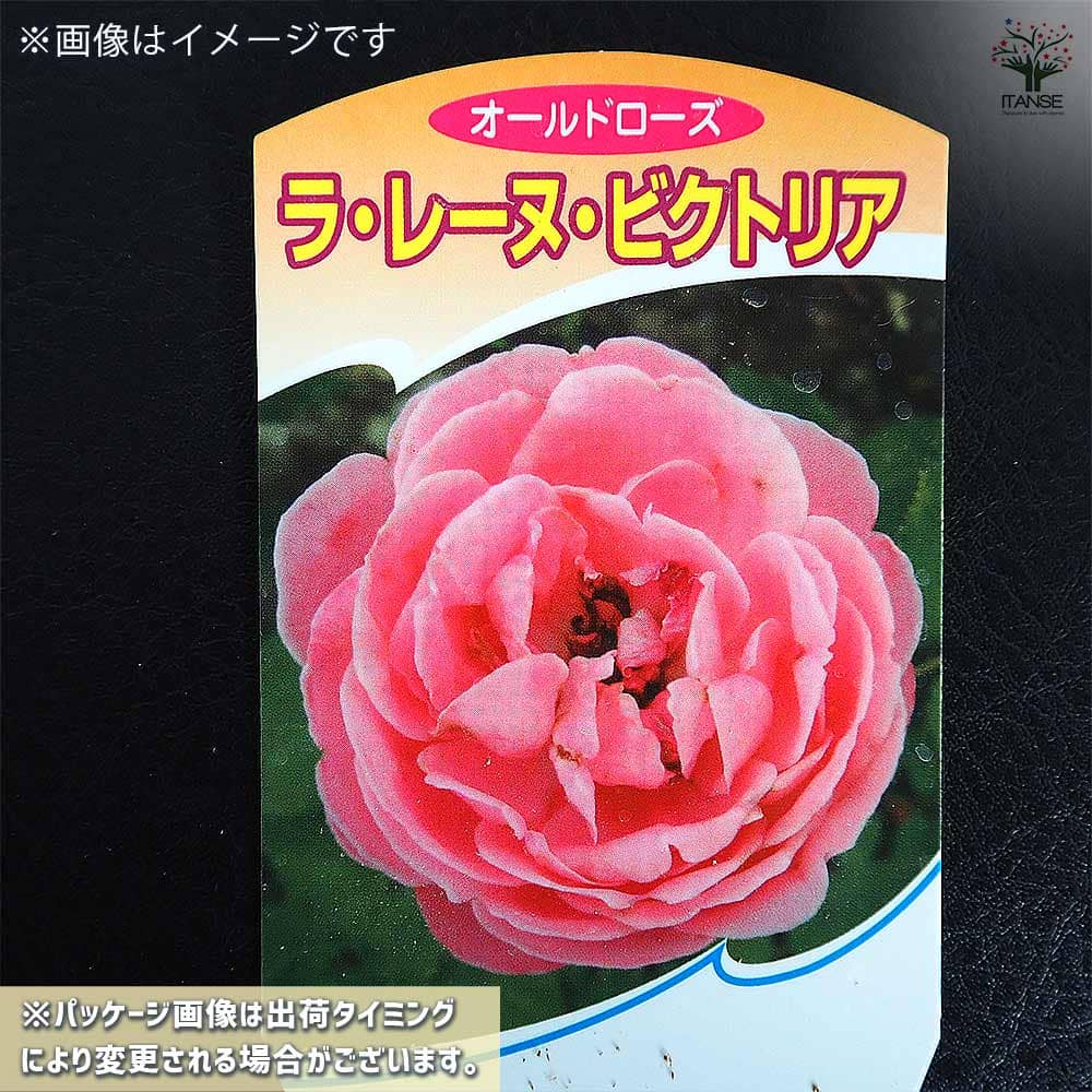 薔薇 ラレーヌ ビクトリア 接木苗【花苗 4号／1個売り】｜ 【植物の