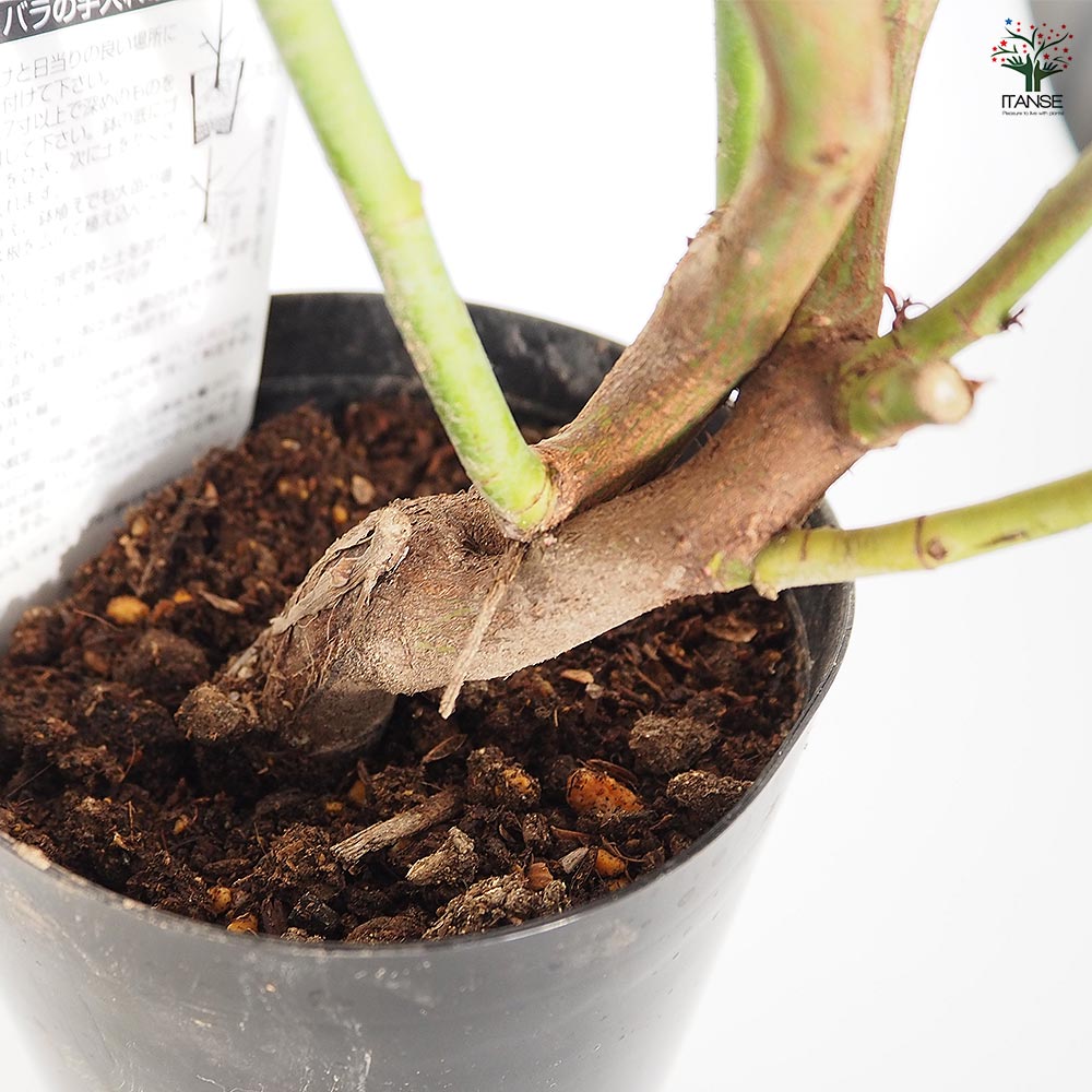 薔薇 ラレーヌ ビクトリア 接木苗【花苗 4号／1個売り】｜ 【植物の