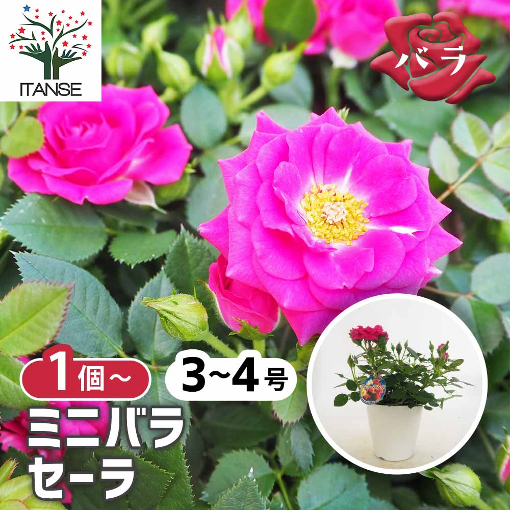 ミニ薔薇 セーラ 【花木苗 3.5号】｜ 【植物のITANSE】全品送料