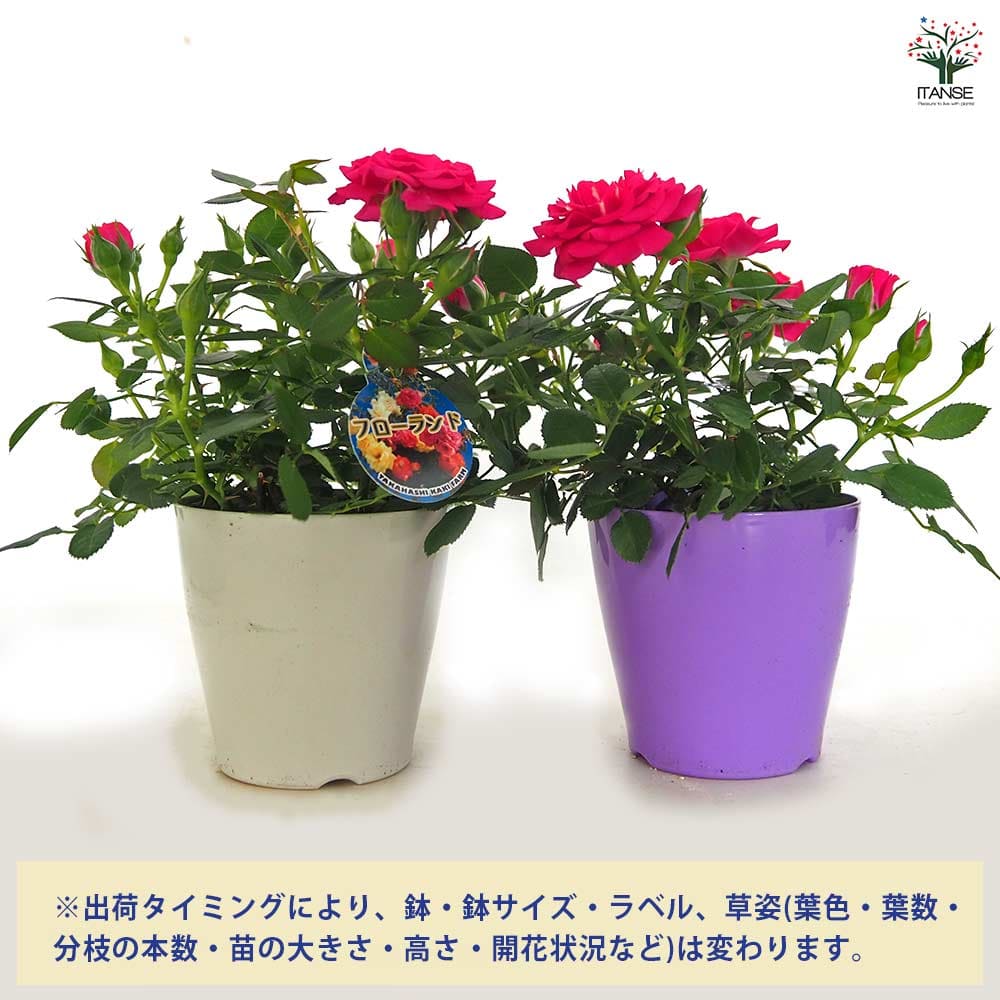 ミニ薔薇 セーラ 【花木苗 3.5号】｜ 【植物のITANSE】全品送料