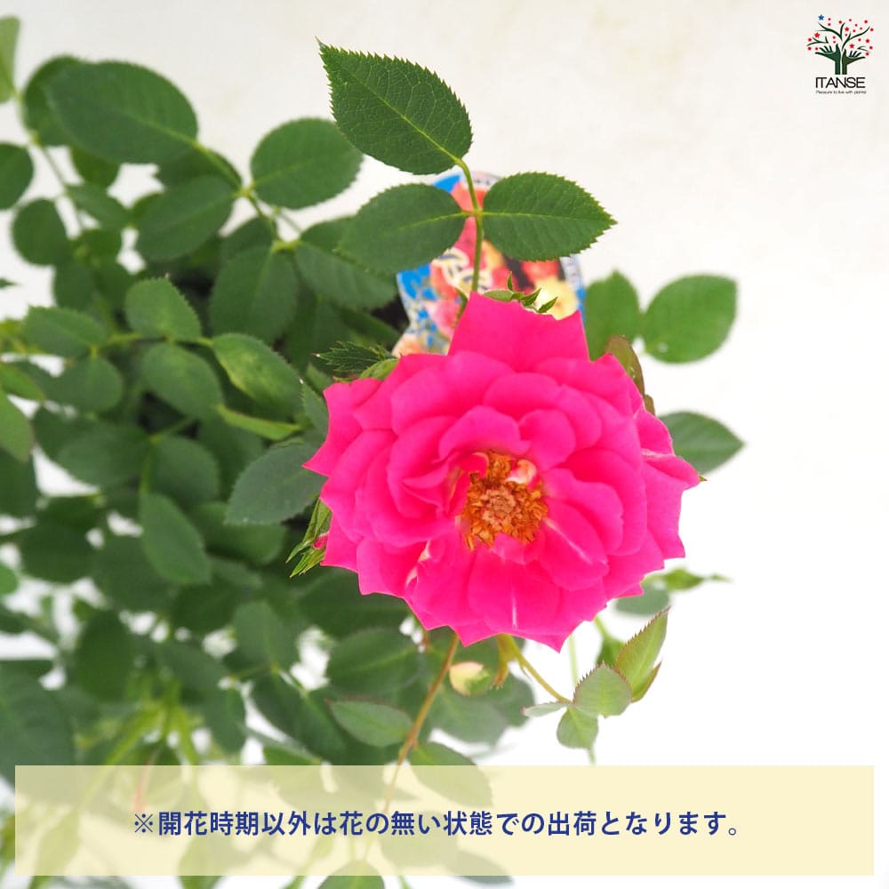 ミニ薔薇 セーラ 【花木苗 3.5号】｜ 【植物のITANSE】全品送料