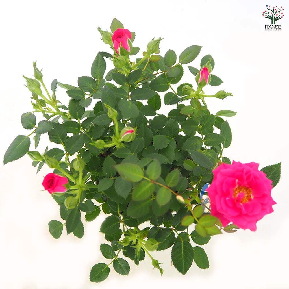 ミニ薔薇 セーラ 【花木苗 3.5号】｜ 【植物のITANSE】全品送料