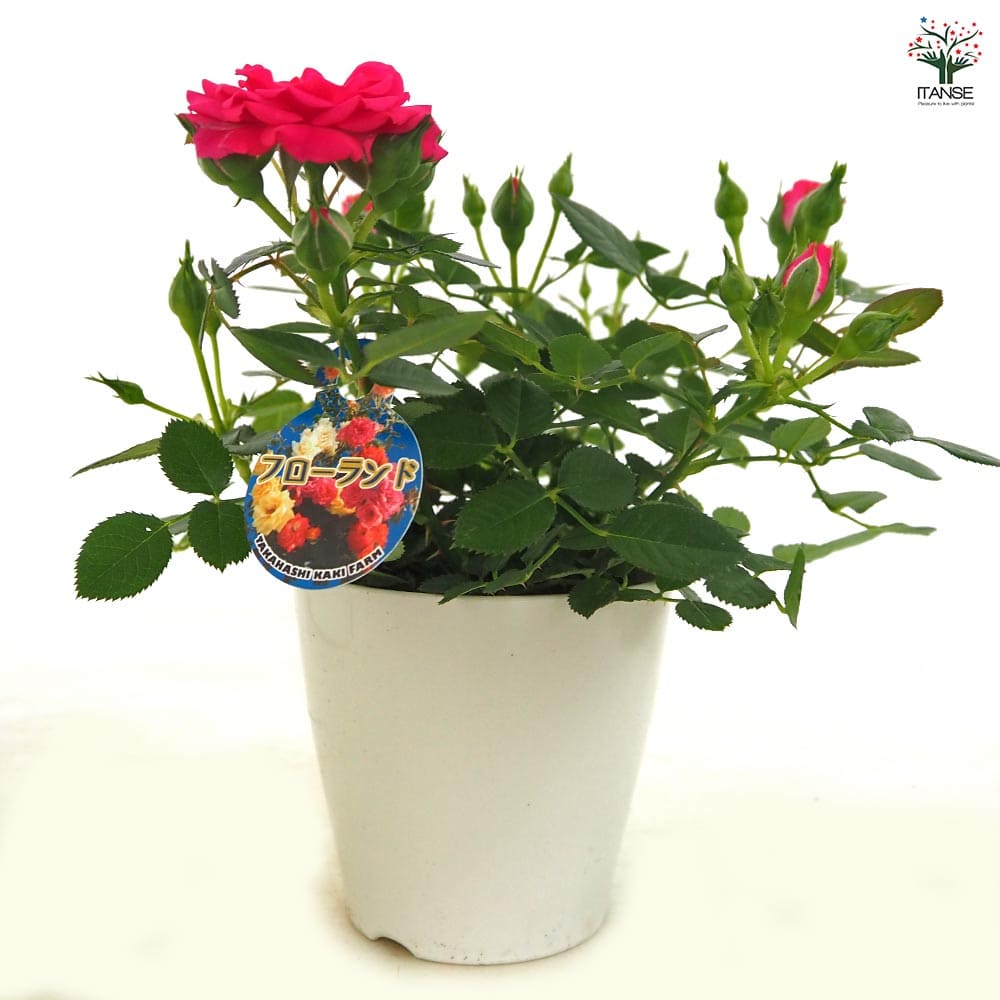 ミニ薔薇 セーラ 【花木苗 3.5号】｜ 【植物のITANSE】全品送料