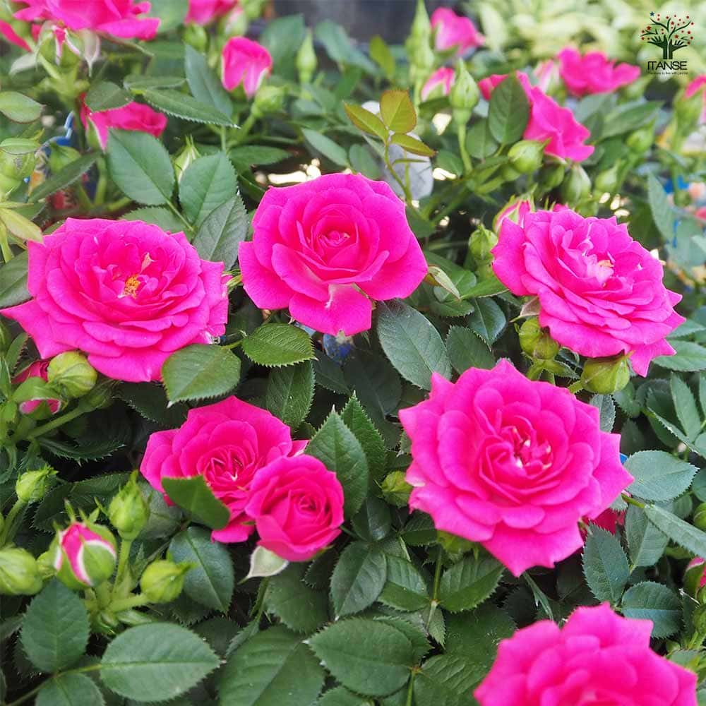 ミニ薔薇 セーラ 【花木苗 3.5号】｜ 【植物のITANSE】全品送料