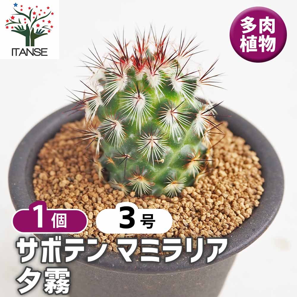 サボテン マミラリア 夕霧 【多肉植物 3号／1個売り】｜ 【植物の