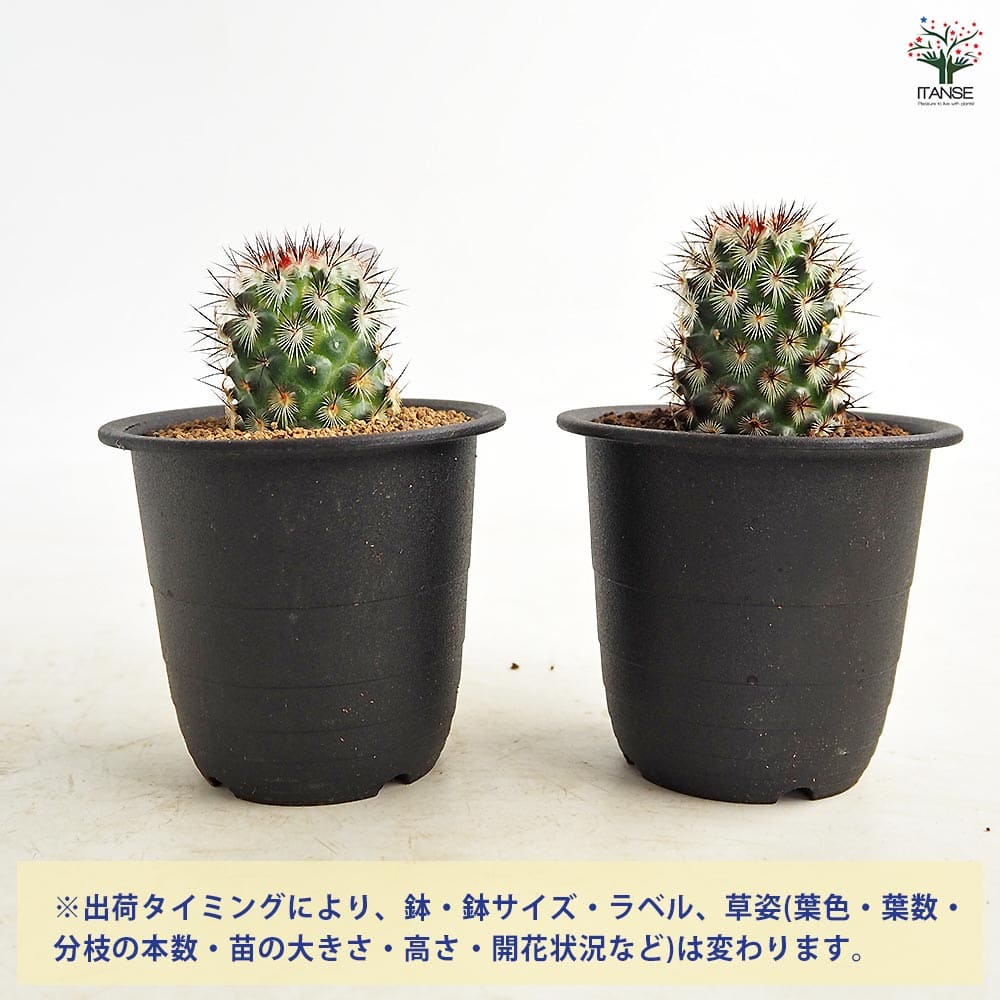 サボテン マミラリア 夕霧 【多肉植物 3号／1個売り】｜ 【植物の