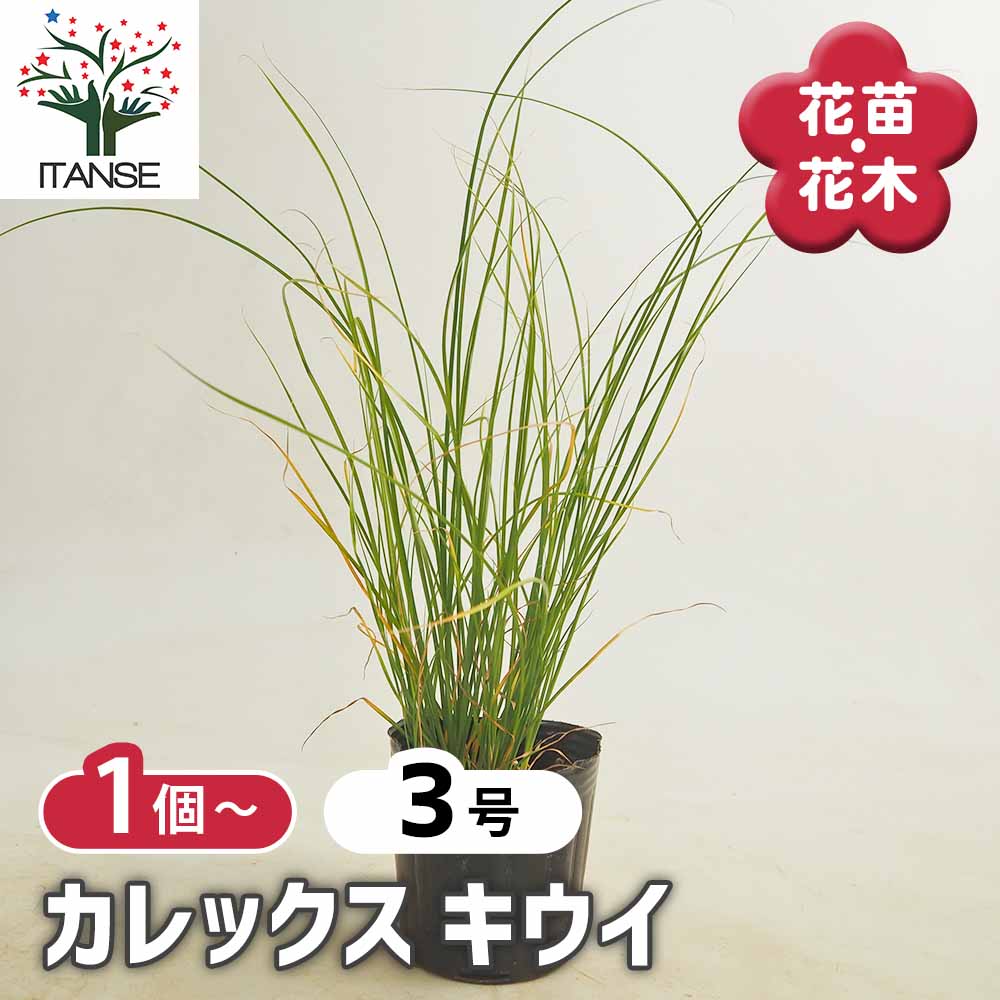 カレックス キウイ 【花苗 3号】