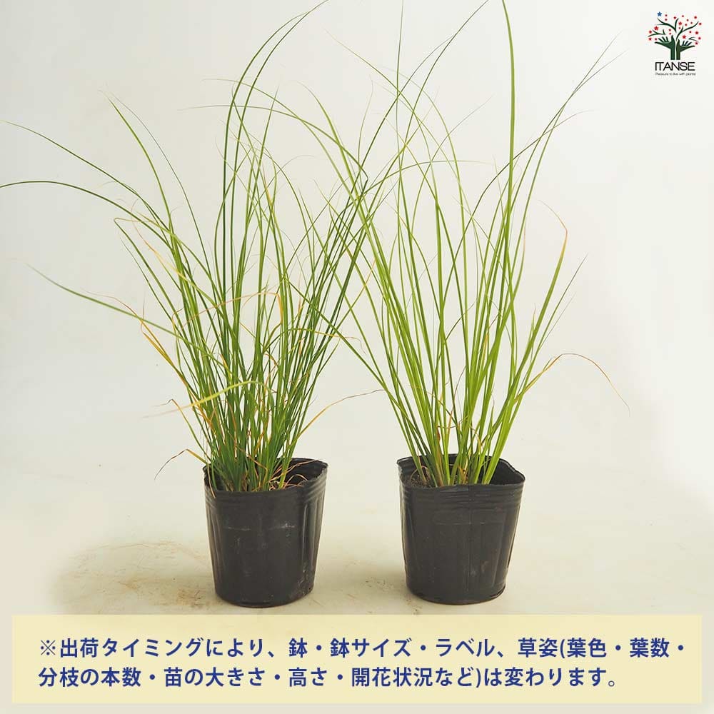 カレックス キウイ 【花苗 3号】