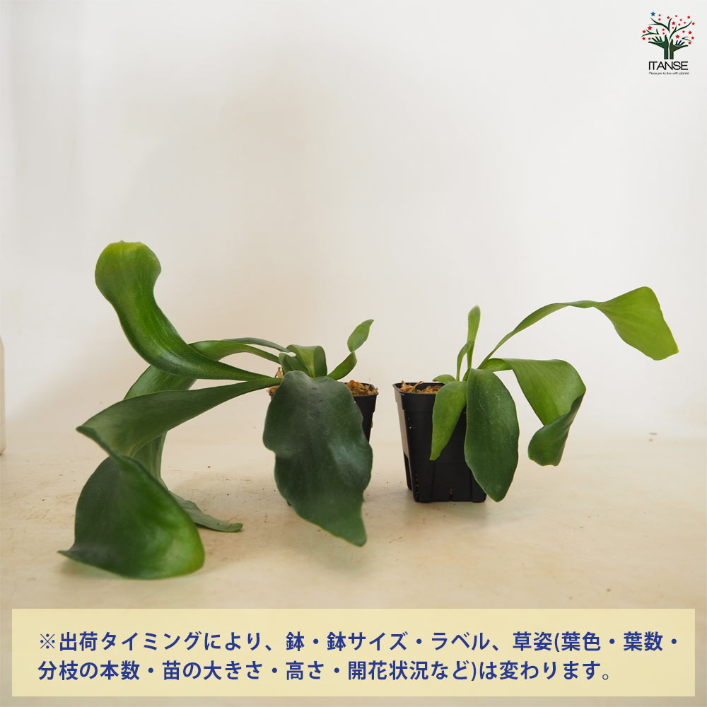 ビカクシダ(コウモリラン) ヒリー ドラパオ(スポアリング) 【 観葉植物